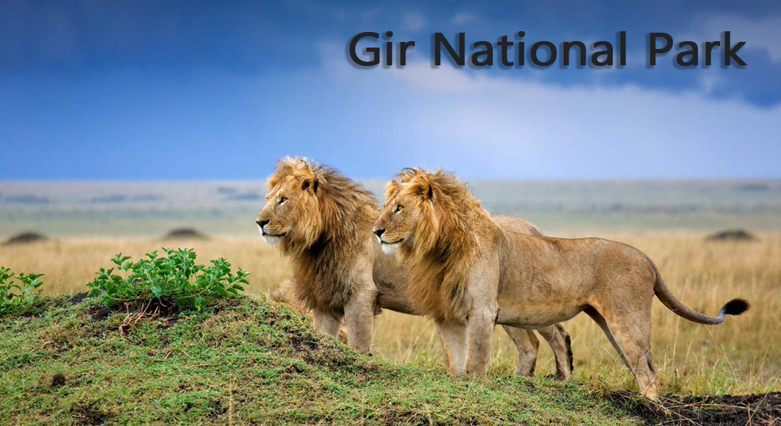 GIR NATIONAL PARK GUJARAT-5 Places you must visit in India if you are a wildlife lover-By stylewati